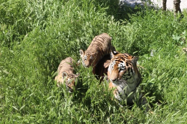 Bakı Zooloji Parkında Amur pələngi balaları dünyaya gəlib - FOTO