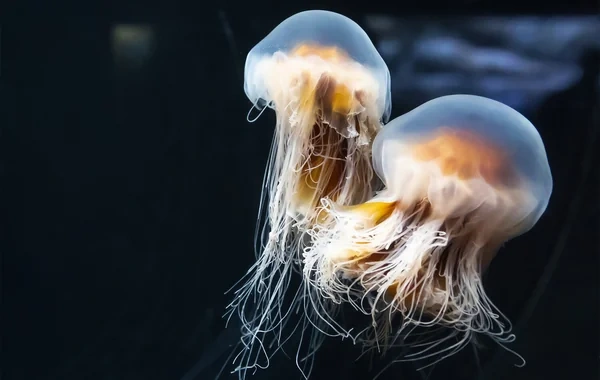 Fransada meduza axını: Atom elektrik stansiyasının üç reaktoru işini dayandırdı - FOTO