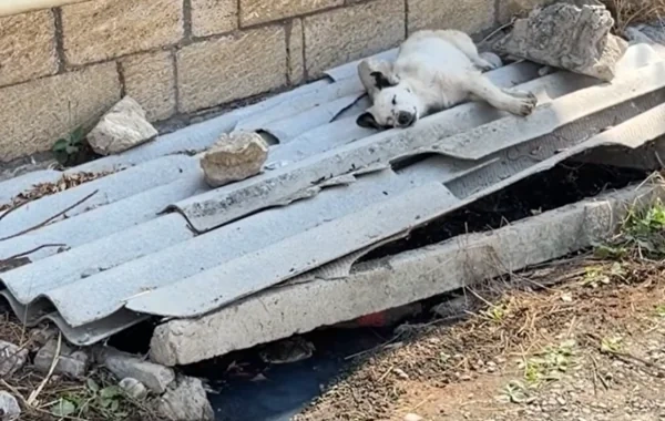 Çirkab suları küçəyə axıdılır - Sakinlər infeksiya təhlükəsi ilə üzləşiblər - VİDEO