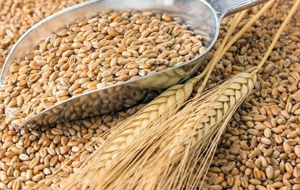 Dünya bazarında buğda bahalaşdı