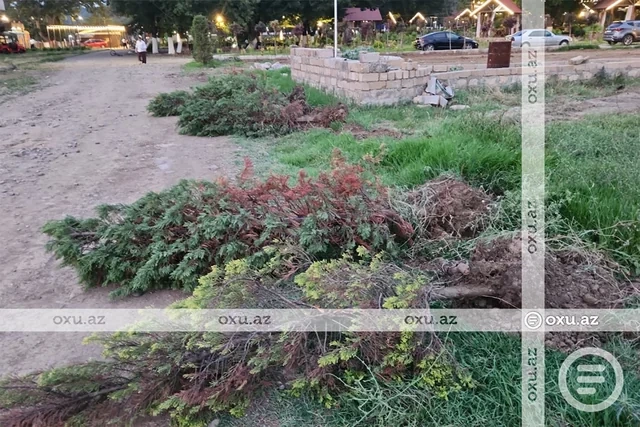 Masallıda restoran rəhbərliyi ağacların kökündən çıxarılmasına görə CƏRİMƏLƏNDİ - FOTO