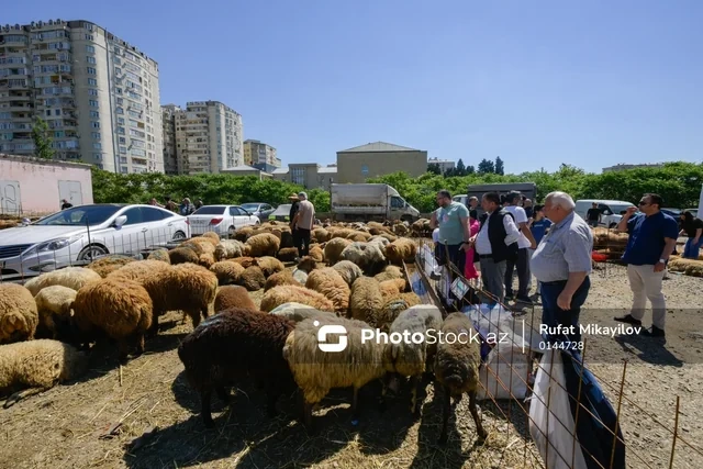 Bayram günündə qurbanlıq heyvanların satış və kəsimi - FOTOREPORTAJ