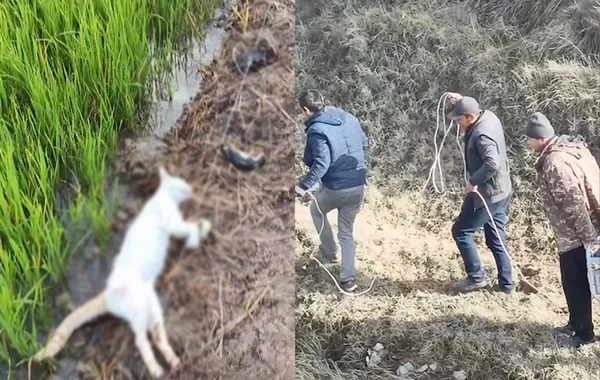 Zaqatalada əkin sahəsində kütləvi TƏLƏFAT: Suya elektrik cərəyanı verdilər - VİDEO