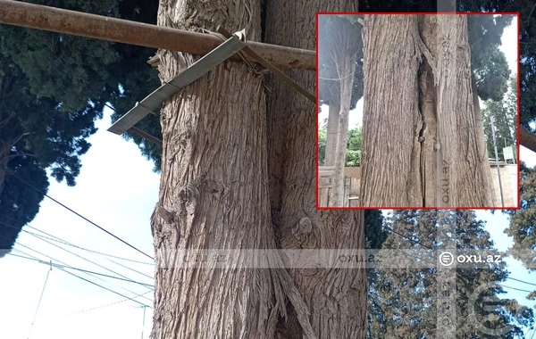 Külək əsən kimi qorxu başlayır: Gəncədə hündür şam ağacları hər an aşa bilər