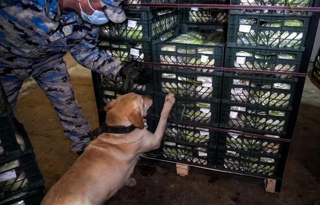 Gömrükçülər kələmin içindən 100 kiloqram narkotik tapdılar - FOTO - VİDEO