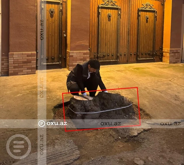 Ceyranbatanda qurumuş ağac MÜBAHİSƏSİ: Sakin təhlükəni aradan qaldırdığını deyir, ETSN isə ziyan hesablayıb