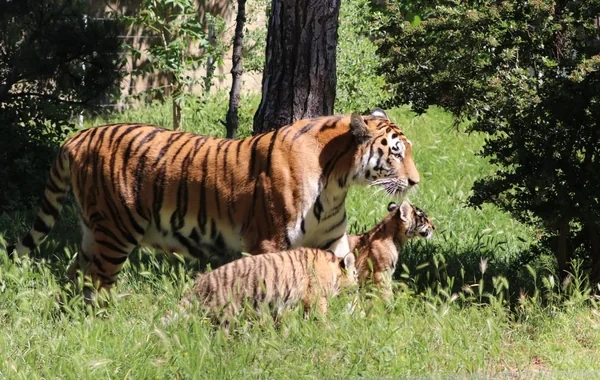 Bakı Zooloji Parkında Amur pələngi balaları dünyaya gəlib - FOTO