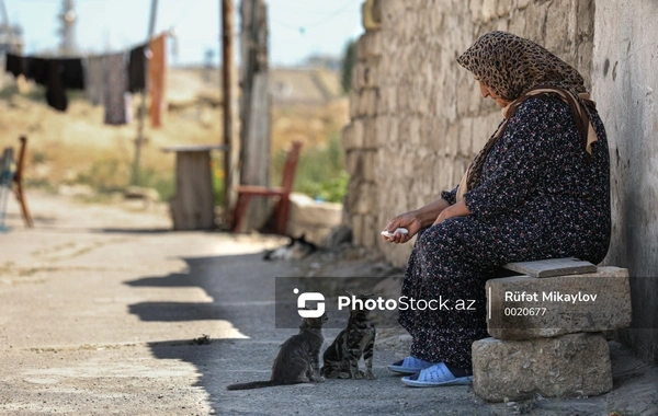 Pişiklə danışmaq normaldır? - Psixiatrdan maraqlı açıqlama