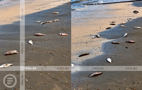 Mərdəkan çimərliyində balıqların tələf olması ilə bağlı araşdırma başladı - Video