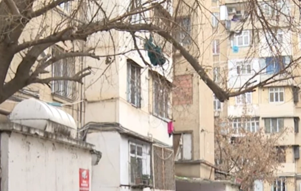 Bakıda ağac təhlükəsi: Sakinlər heç bir nəticə əldə edə bilmirlər
