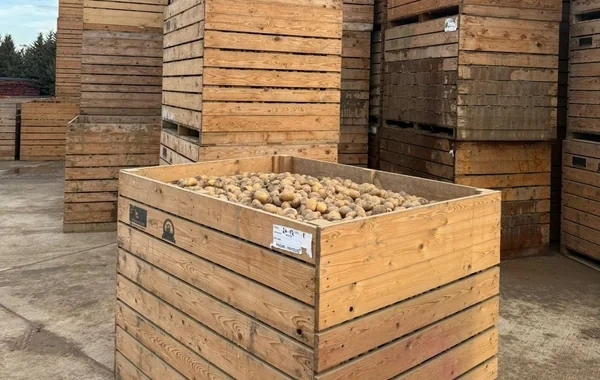 Gürcüstandan və Türkiyədən gətirilən toxumluq kartofda bakteriya aşkarlandı