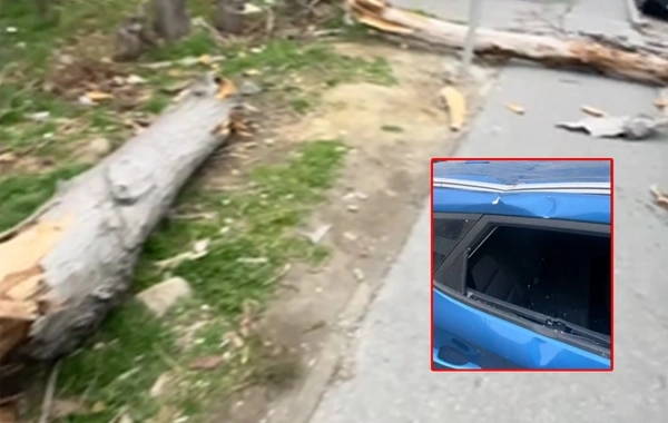 Bakıda qurumuş ağac avtomobilin üzərinə aşdı