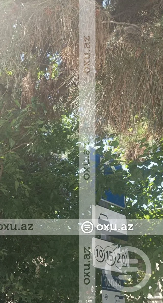 Yasamalda ağacın budaqları yol nişanını örtdü, sürücü cərimələndi - FOTO - VİDEO