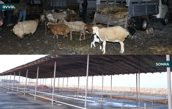 Biləsuvar heyvan bazarının fəaliyyətinə icazə verildi