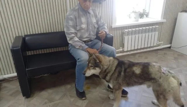 Əsl sədaqət nümunəsi: Saxalində it sahibini ayıdan xilas etdi - FOTO
