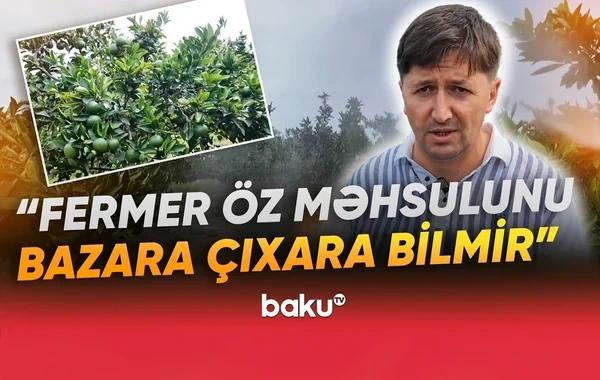 Bağlarda təhlükəli vəziyyət: Fermerlər çıxış yolu axtarırlar - VİDEO