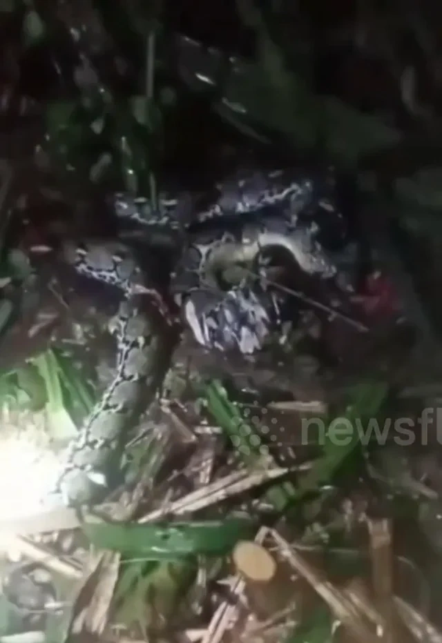 İndoneziyada tükürpərdən hadisə: Nəhəng piton qadını uddu - FOTO - VİDEO