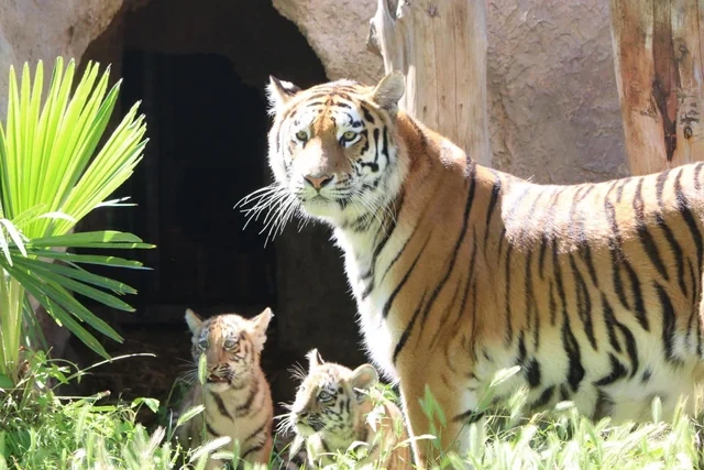 Bakı Zooloji Parkında Amur pələngi balaları dünyaya gəlib - FOTO