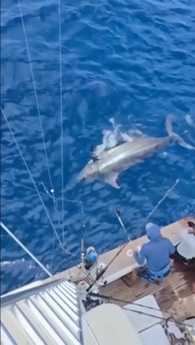 ABŞ-də iki balıqçı tarixdə ikinci ən böyük mavi marlin balığını tutub - FOTO