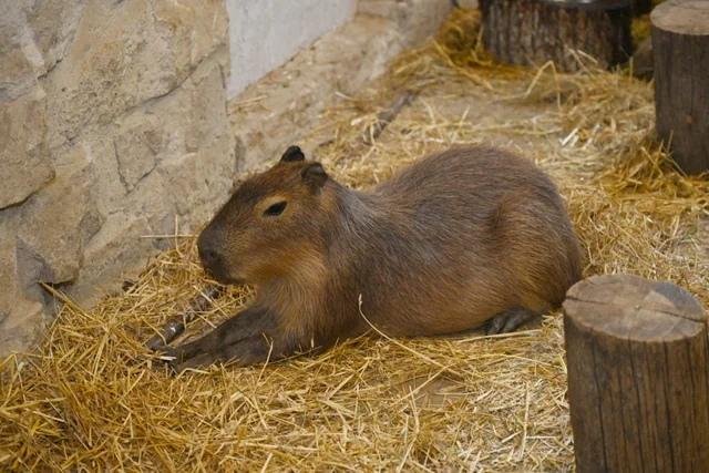Leyla Əliyeva Şamaxıda "Capybara Azerbaijan" fermasında olub - Foto