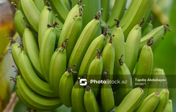 Bu il Azərbaycana idxal olunan bananın qiyməti məlum oldu