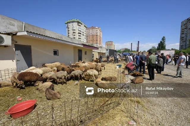 Bayram günündə qurbanlıq heyvanların satış və kəsimi - FOTOREPORTAJ