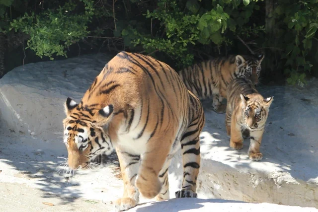 Bakı Zooloji Parkında Amur pələngi balaları dünyaya gəlib - FOTO