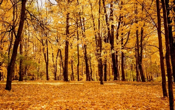 Oktyabr ayında hava necə olacaq?