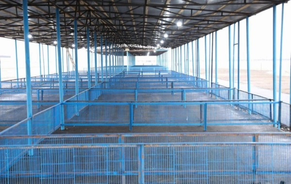 Bərdə heyvan satışı bazarı fəaliyyətə başlayıb