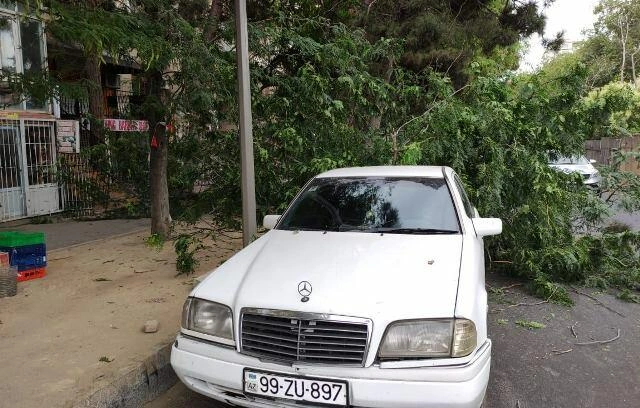 Bakıda güclü külək ağacları aşırdı - Foto
