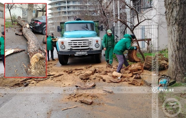 Bakıda ağac avtomobillərin üzərinə AŞDI