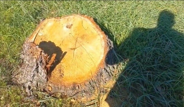Bakıda və bölgələrdə yaşıllıqlara 81 820 manat ziyan vuruldu