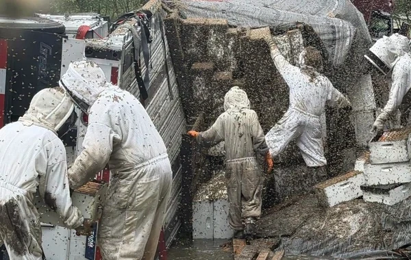Texasda arı daşıyan avtomobil qəzaya uğrayıb: Sakinlərə xəbərdarlıq edilib - FOTO - VİDEO