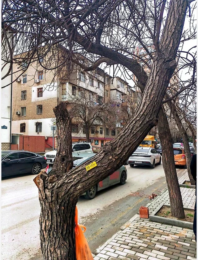 Nərimanov rayonunda qurumuş ağacların yerinə yeniləri əkilib - FOTO