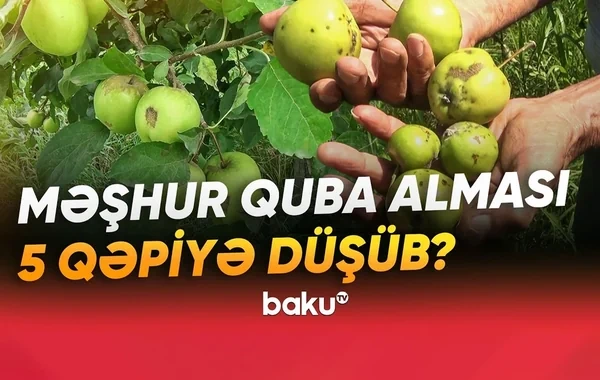 Bağlarda yayılan xəstəlik fermerlərin zəhmətini puç etdi: Quba alması beş qəpiyə satılır? - VİDEO