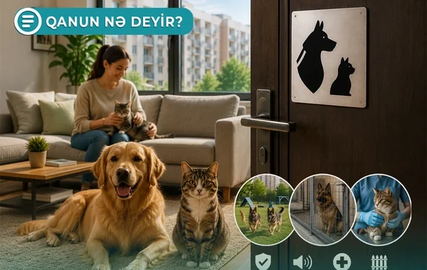 Mənzildə it, pişik saxlanılması ilə bağlı say məhdudiyyəti var - Qanun nə deyir? - VİDEO