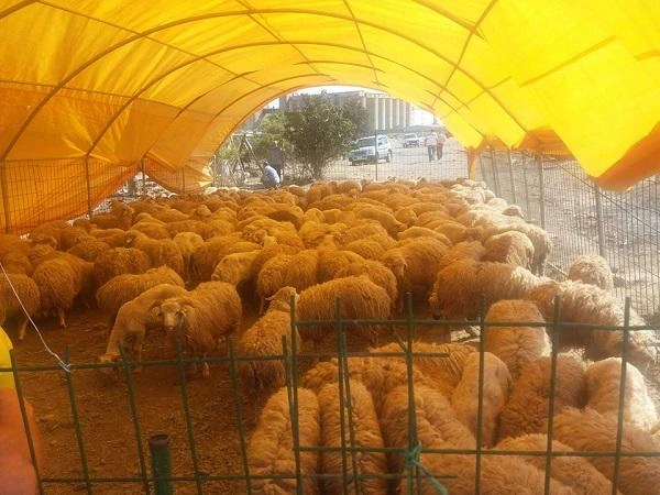 Bərdədə heyvan bazarı yaxın günlərdə fəaliyyətə başlayacaq