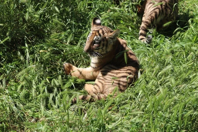 Bakı Zooloji Parkında Amur pələngi balaları dünyaya gəlib - FOTO