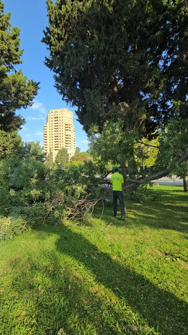 Küləkli hava şəraiti ilə bağlı Bakıda aşan ağacların SAYI MƏLUM OLDU - FOTO