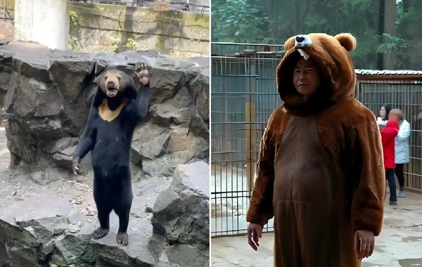 Çində zooparka "ayı" axtarılır: Kostyumda gəzib ziyarətçiləri əyləndirəcək