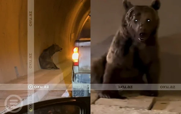 Ayı Murovdağ tunelindən keçmək istədi: Belə görüntüləndi - Video