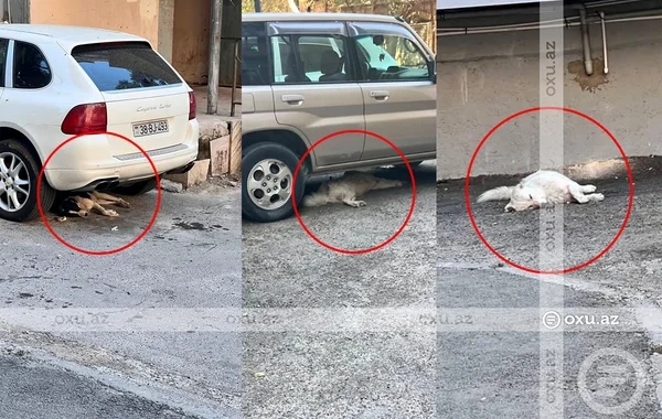 Binəqədi sakinləri sahibsiz itlərdən gileylənirlər: "Binaya rahat girib-çıxa bilmirik" - FOTO
