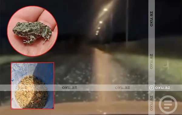 Bakı və Sumqayıtın bəzi ərazilərini qurbağalar basdı - SƏBƏB NƏDİR? - VİDEO