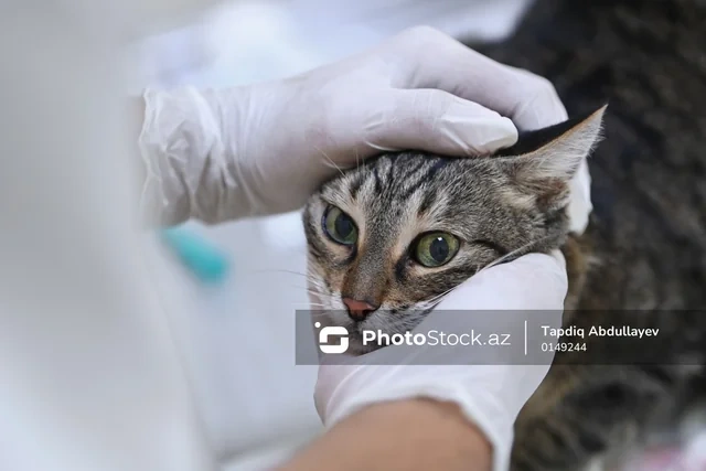Ev və sahibsiz heyvanların cərrahi və terapevtik bərpası: Baytarlıq klinikasından FOTOREPORTAJ