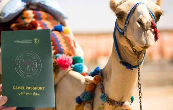 Səudiyyə Ərəbistanında maraqlı qanun: Dəvələrə pasport veriləcək