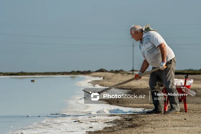Çörəyi duzdan çıxanlar: Neftçalanın Xıllı göllərində yığım prosesi - FOTOREPORTAJ