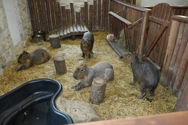 Leyla Əliyeva Şamaxıda "Capybara Azerbaijan" fermasında olub - Foto