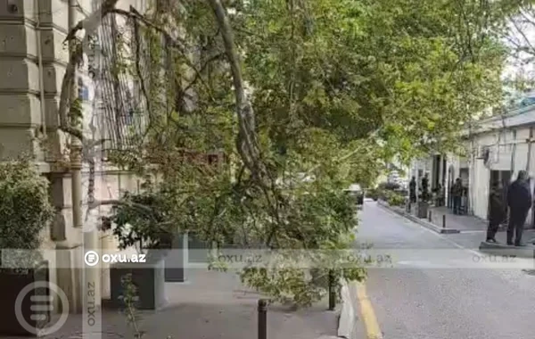 Bakının mərkəzində qırılan ağac təhlükəli vəziyyət yaradıb - VİDEO