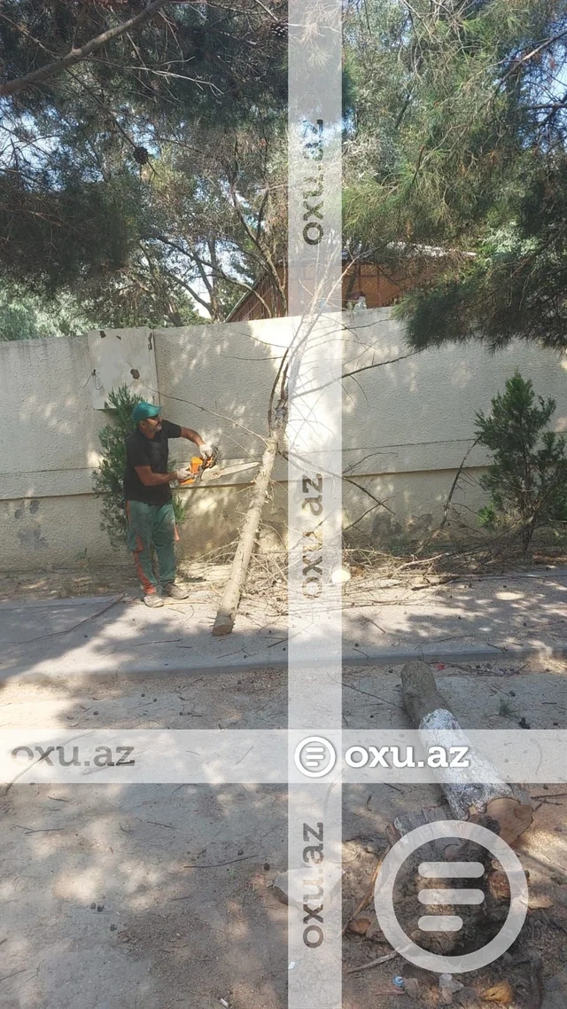 Yeni Günəşlidə uşaq bağçasının qarşısında ağac aşdı - FOTO