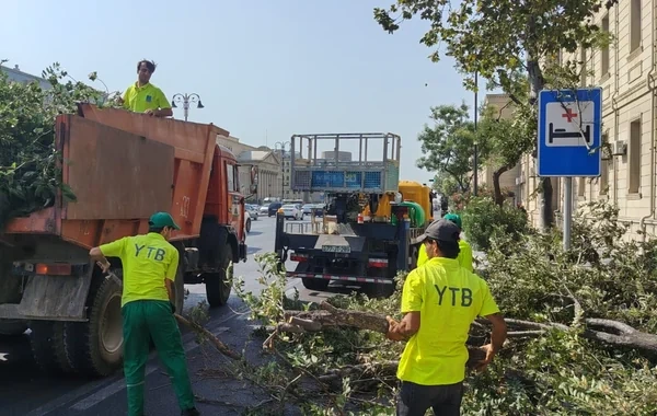 Bakıda güclü külək səbəbindən AĞACLAR AŞIB - FOTO